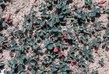 APII jpeg image of Kennedia prostrata  © contact APII