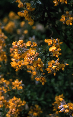 APII jpeg image of Oxylobium ellipticum  © contact APII