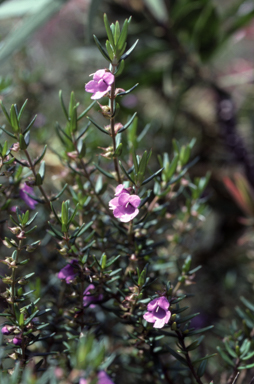 APII jpeg image of Prostanthera phylicifolia  © contact APII
