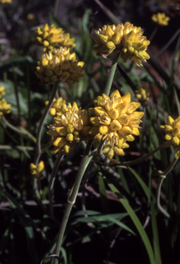 APII jpeg image of Conostylis aculeata  © contact APII