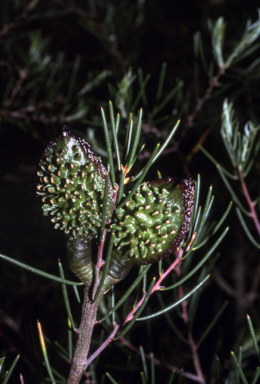 APII jpeg image of Hakea propinqua  © contact APII