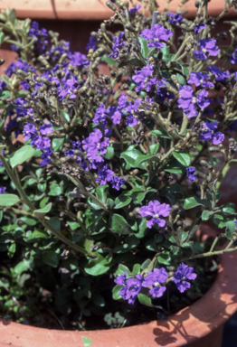 APII jpeg image of Dampiera purpurea  © contact APII