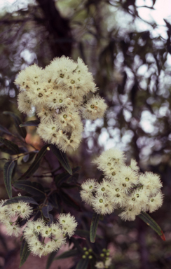 APII jpeg image of Eucalyptus curtisii  © contact APII