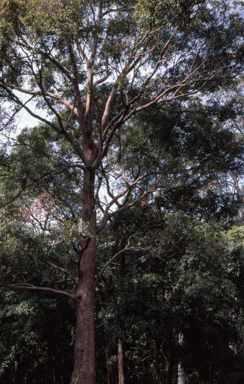 APII jpeg image of Eucalyptus microcorys  © contact APII