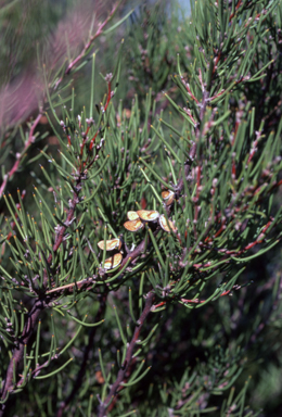 APII jpeg image of Hakea microcarpa  © contact APII