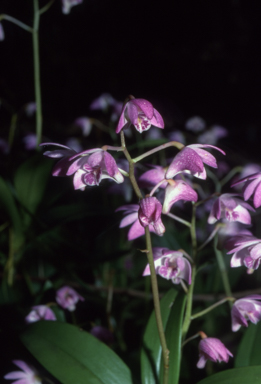 APII jpeg image of Thelychiton kingianus  © contact APII