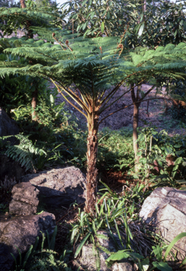 APII jpeg image of Cyathea australis  © contact APII