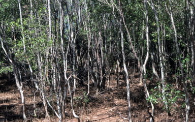 APII jpeg image of Avicennia marina  © contact APII