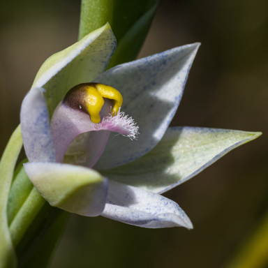 APII jpeg image of Thelymitra aurorae  © contact APII