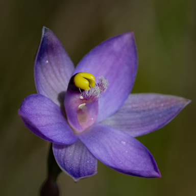 APII jpeg image of Thelymitra holmesii  © contact APII