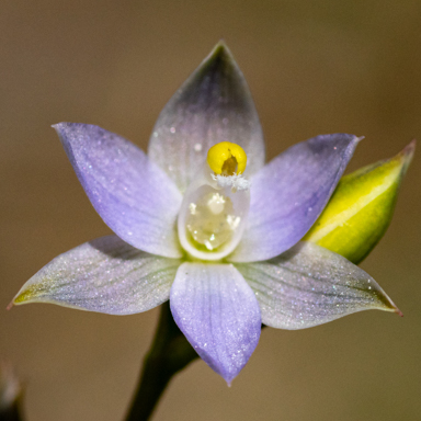 APII jpeg image of Thelymitra Latifolia  © contact APII