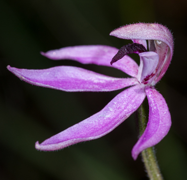 APII jpeg image of Caladenia congesta  © contact APII