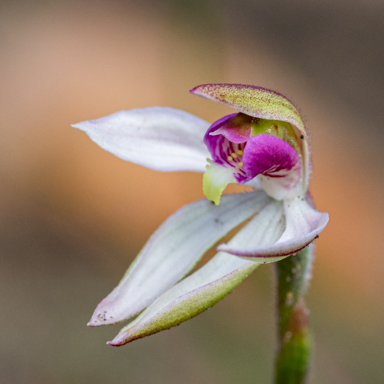 APII jpeg image of Caladenia ornata?  © contact APII