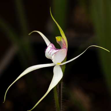 APII jpeg image of Caladenia pumila  © contact APII