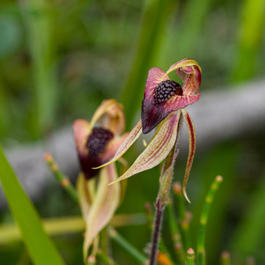 APII jpeg image of Caladenia tessellata?  © contact APII