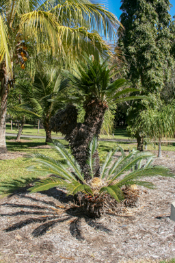 APII jpeg image of Cycas media  © contact APII