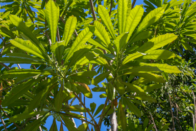 APII jpeg image of Cerbera floribunda  © contact APII