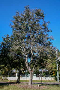 APII jpeg image of Cupaniopsis anacardioides  © contact APII