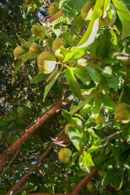 APII jpeg image of Elaeocarpus bancroftii  © contact APII