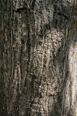 APII jpeg image of Erythrina vespertilio  © contact APII