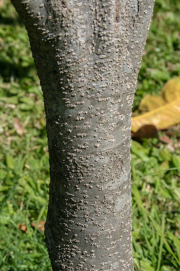 APII jpeg image of Cynometra lenticellata  © contact APII