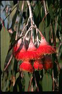 Eiucalyptus caesia - click for larger image