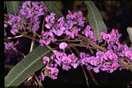 Hardenbergia violaceae - click for larger image