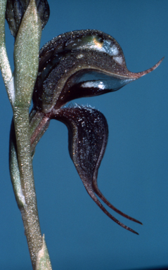 APII jpeg image of Pterostylis boormanii  © contact APII