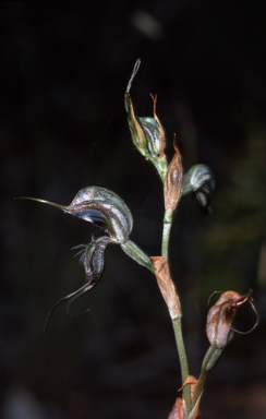 APII jpeg image of Pterostylis valida  © contact APII