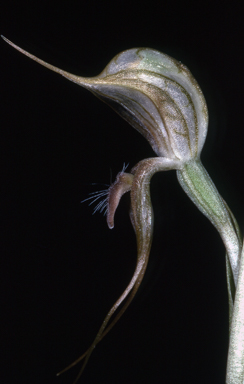APII jpeg image of Pterostylis excelsa  © contact APII
