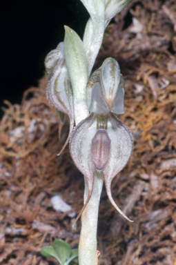 APII jpeg image of Pterostylis ovata  © contact APII