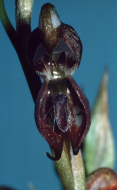 APII jpeg image of Pterostylis hamata  © contact APII