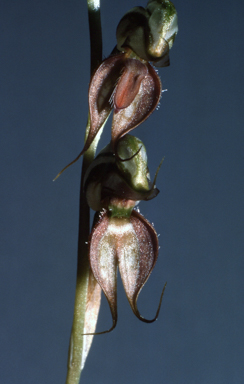 APII jpeg image of Pterostylis lingua  © contact APII