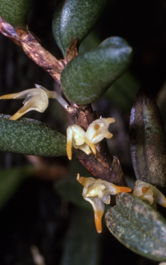APII jpeg image of Bulbophyllum gadgarrense  © contact APII