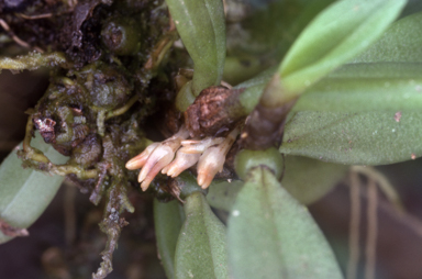 APII jpeg image of Bulbophyllum shepherdii  © contact APII
