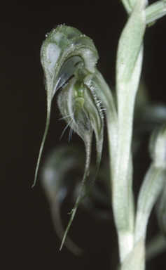 APII jpeg image of Pterostylis spathulata  © contact APII