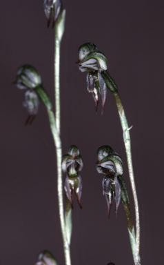 APII jpeg image of Pterostylis pusilla  © contact APII