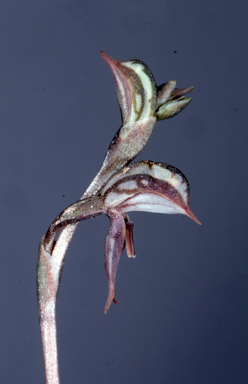 APII jpeg image of Pterostylis pusilla  © contact APII