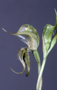 APII jpeg image of Pterostylis ciliata  © contact APII