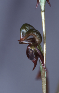 APII jpeg image of Pterostylis ferruginea  © contact APII