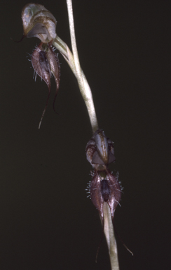 APII jpeg image of Pterostylis lateritica MS  © contact APII