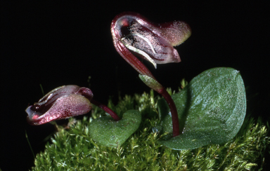APII jpeg image of Corybas fordhamii  © contact APII