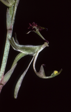 APII jpeg image of Arthrochilus irritabilis  © contact APII