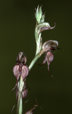 APII jpeg image of Pterostylis lingua  © contact APII