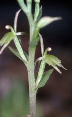 APII jpeg image of Stigmatodactylus sublestus  © contact APII