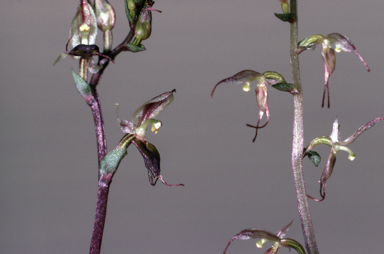 APII jpeg image of Acianthus exsertus  © contact APII