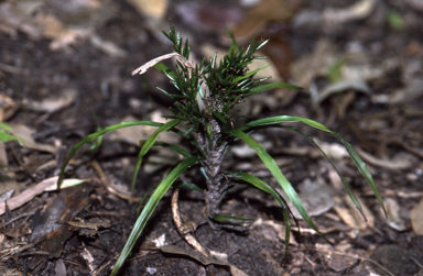 APII jpeg image of Apostasia stylidioides  © contact APII