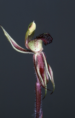 APII jpeg image of Caladenia actensis  © contact APII