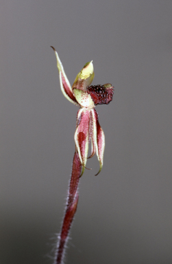 APII jpeg image of Caladenia actensis  © contact APII
