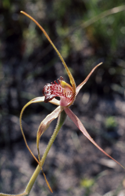 APII jpeg image of Caladenia arenicola  © contact APII